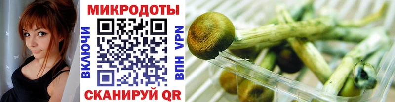 Псилоцибиновые грибы Cubensis  Дальнегорск 